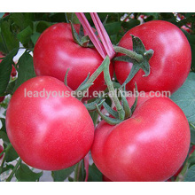 AT071 Xiula unbestimmt wachsen f1 hybrid tomaten samen rosa farbe